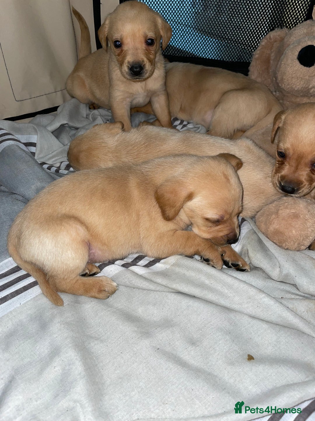 Labrador Retriever dogs for sale: Labrador puppies deposit secures - Advert 6