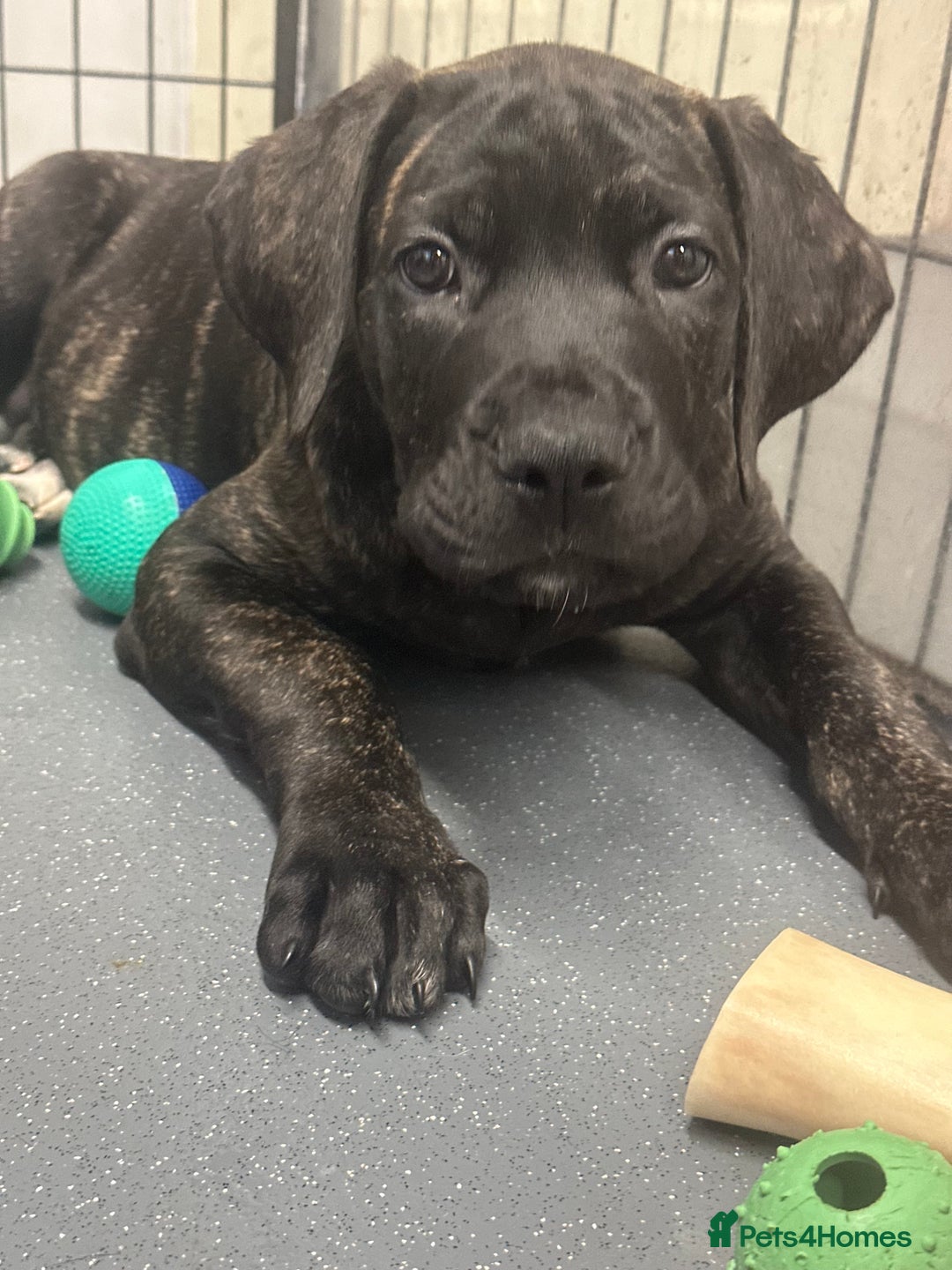 Cane Corso dogs for sale: CLOSING ADVERT ONCE REVIEWS ARE MADE - Advert 21