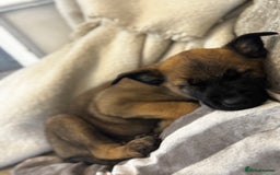 Belgian Shepherd Dog dogs for sale: 7 month old malinois/dutch herder  - Image 5