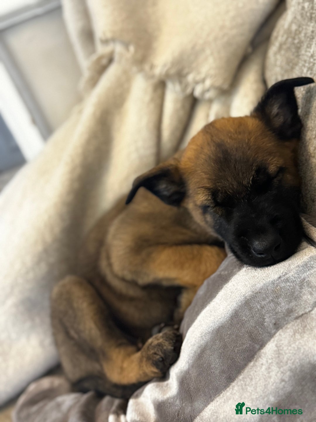 Belgian Shepherd Dog dogs for sale: 7 month old malinois/dutch herder  - Image 5