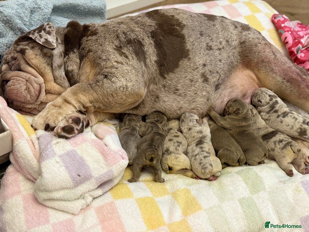 English Bulldog dogs for sale: Lilac Merle female English bulldog puppies  - Advert 15