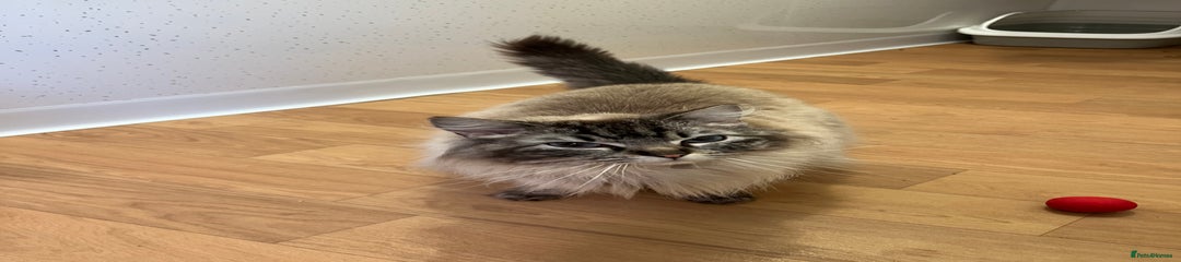 Ragdoll Kitten 1