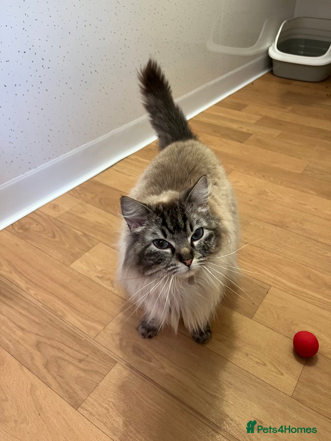 Ragdoll cats for sale: Ragdolls - Image 2