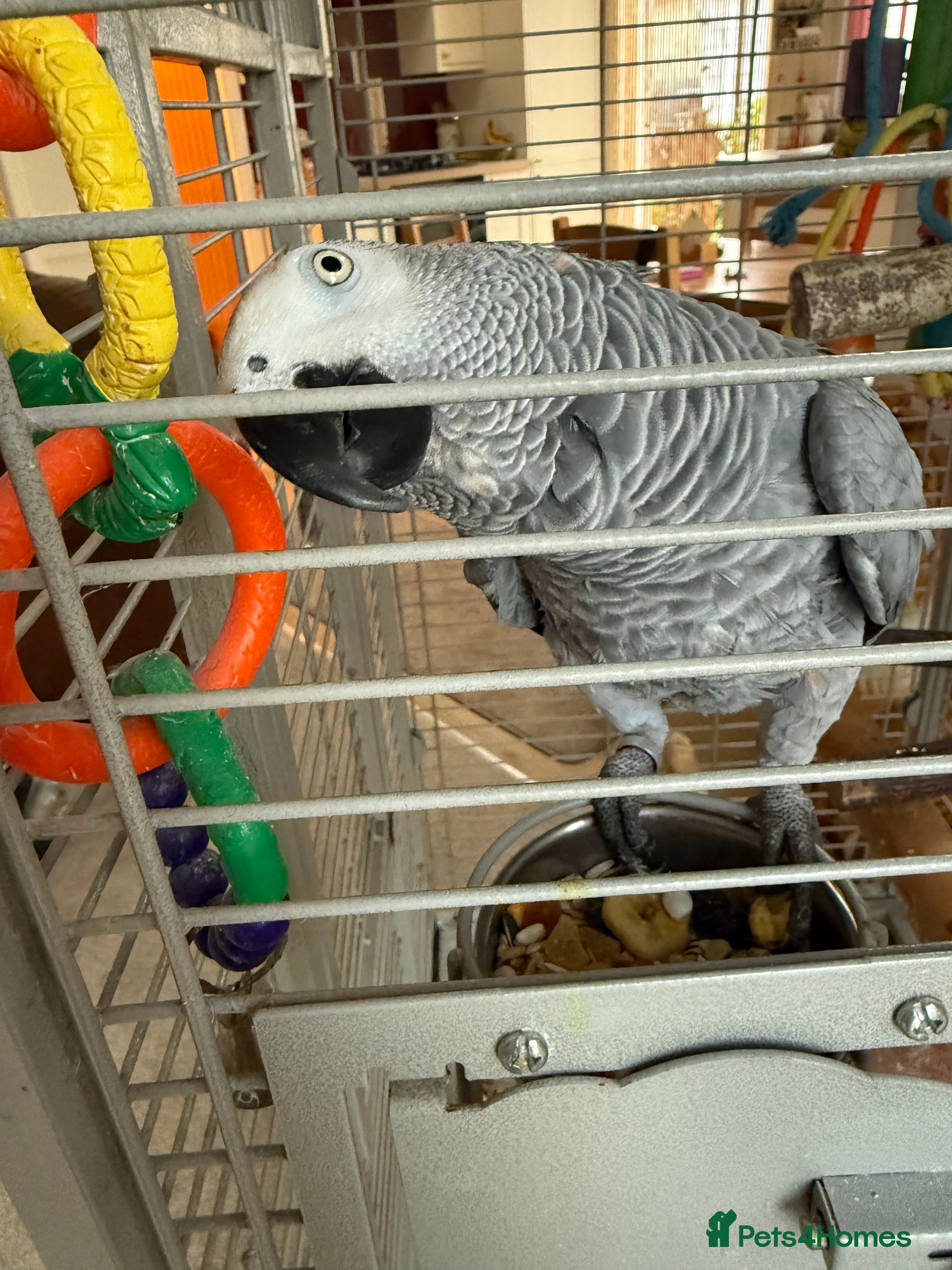 Parrots birds African grey parrot  - Advert 1