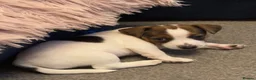Jack Russell dogs for sale: Beautiful Pure-Bred Jack Russell Terrier Puppies in London - Advert 3
