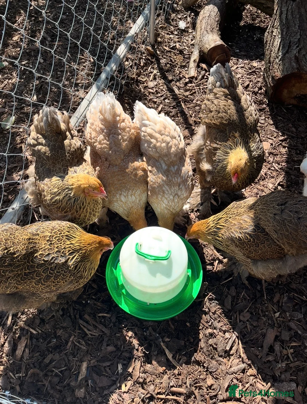 Chickens poultry for sale: Various breeds of chickens for sale  - Advert 9