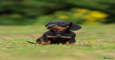 Miniature Dachshund dogs in Crewe - Advert 6