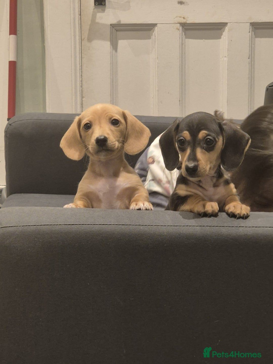 Miniature Dachshund dogs for sale: Perfect Mini Dachshund Girl 8 weeks old - Advert 8