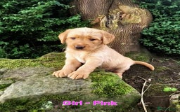 Mixed Breed dogs for sale: Labrador Cross Pups - Image 3