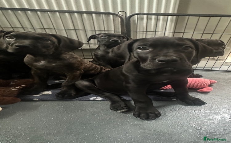 Cane Corso dogs - Advert 4