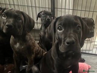 Cane Corso dogs - Advert 3