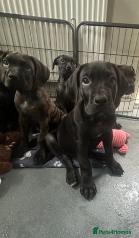 Cane Corso dogs - Advert 3