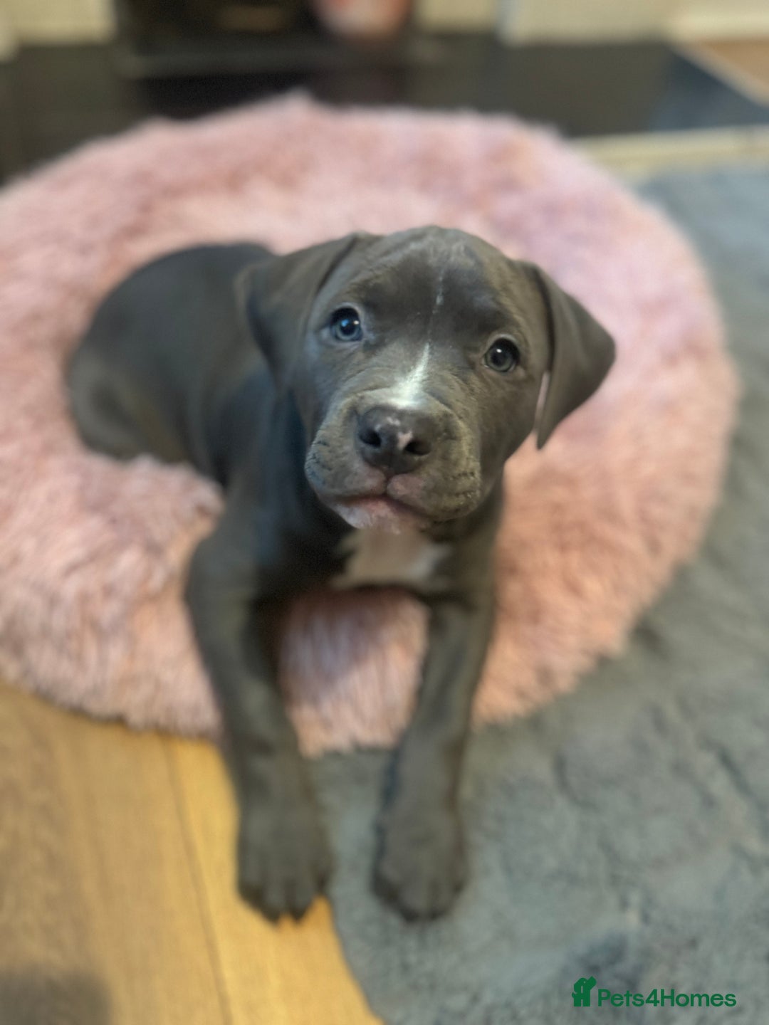 Mixed Breed dogs for sale: Staffordshire Bull Terrier BLUE - Advert 2