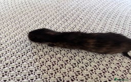 Norwegian Forest Cat cats for sale: Norwegian forest x bengal  - Image 6