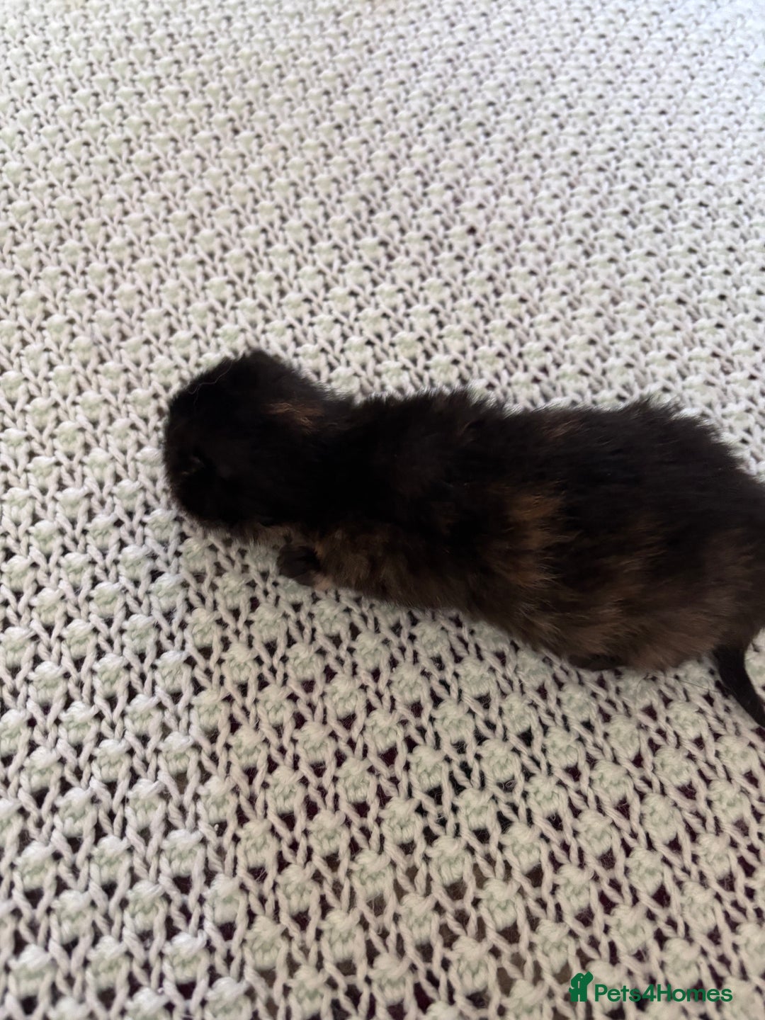 Norwegian Forest Cat cats for sale: Norwegian forest x bengal  - Image 6