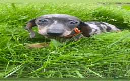 Miniature Dachshund dogs for sale: ONE GIRL LEFT! Gorgeous miniature dachshunds  - Image 3