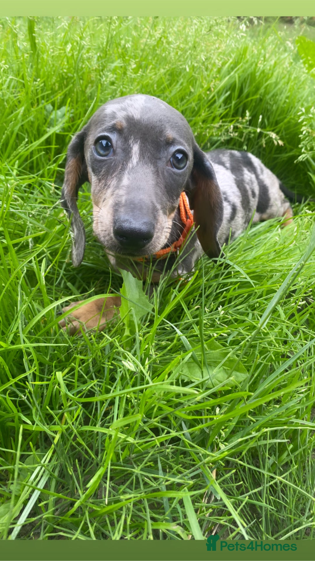 Miniature Dachshund dogs for sale: ONE GIRL LEFT! Gorgeous miniature dachshunds  - Image 3