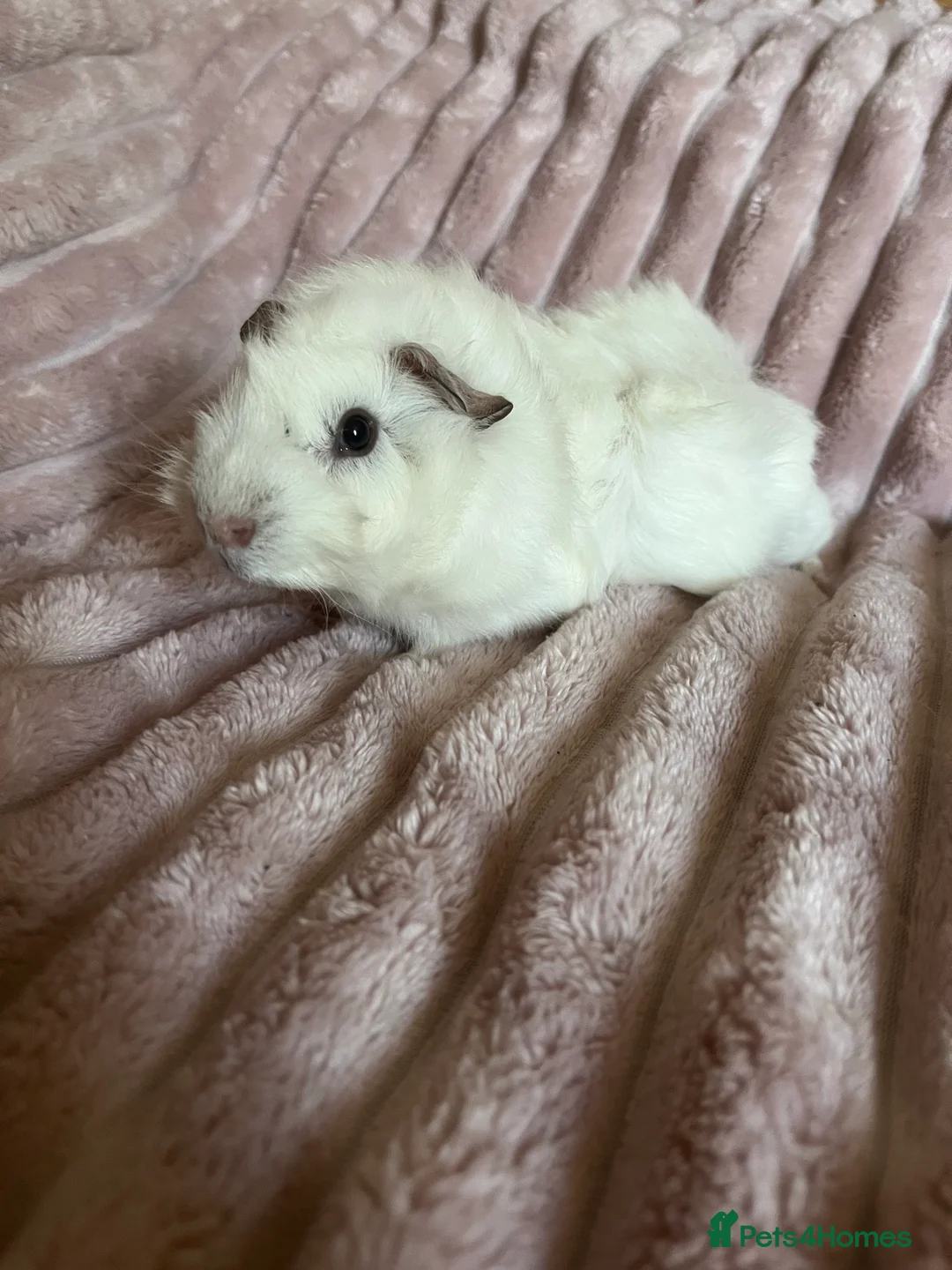 Guinea Pig rodents for sale: Guinea Pig - Advert 2