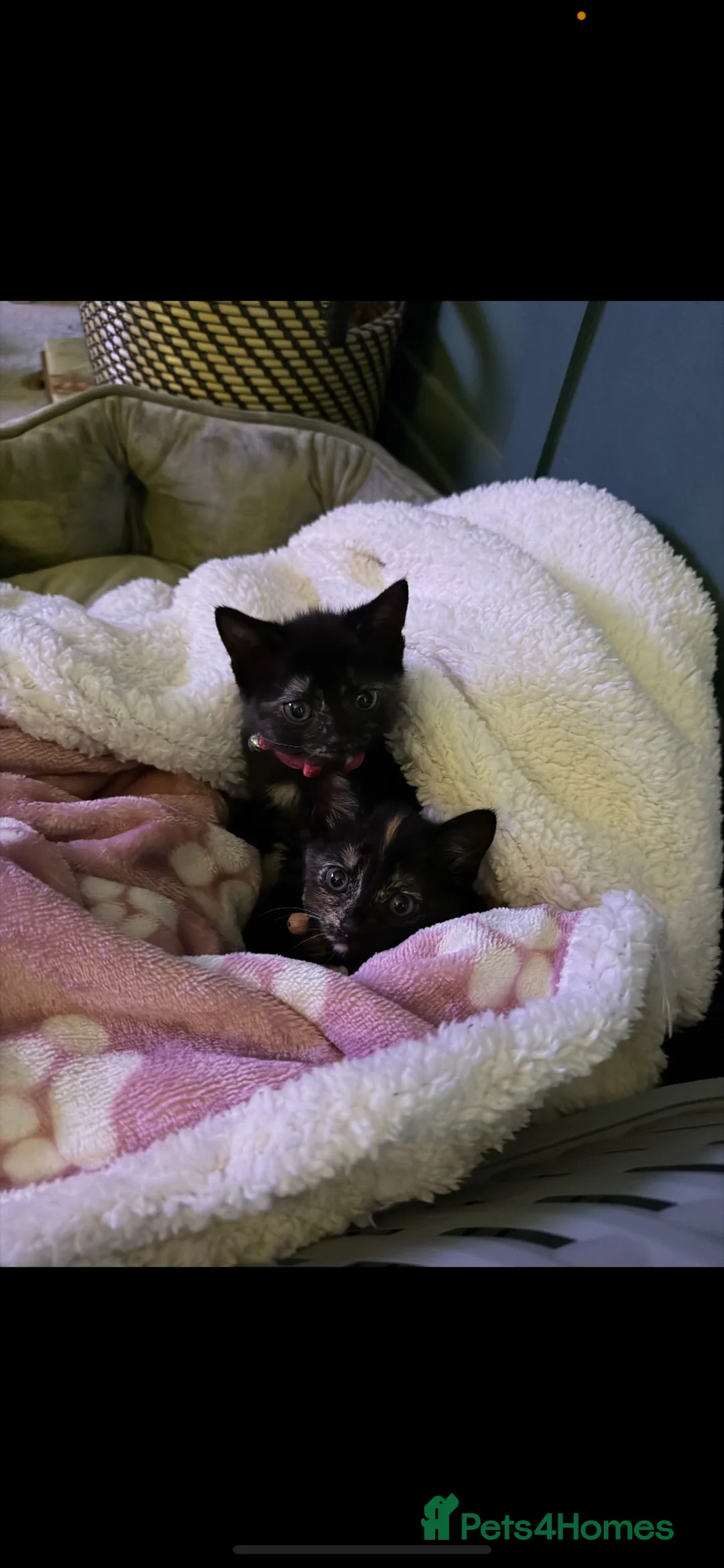 Mixed Breed cats for sale: Minnie & Moo in Sheffield - Advert 10