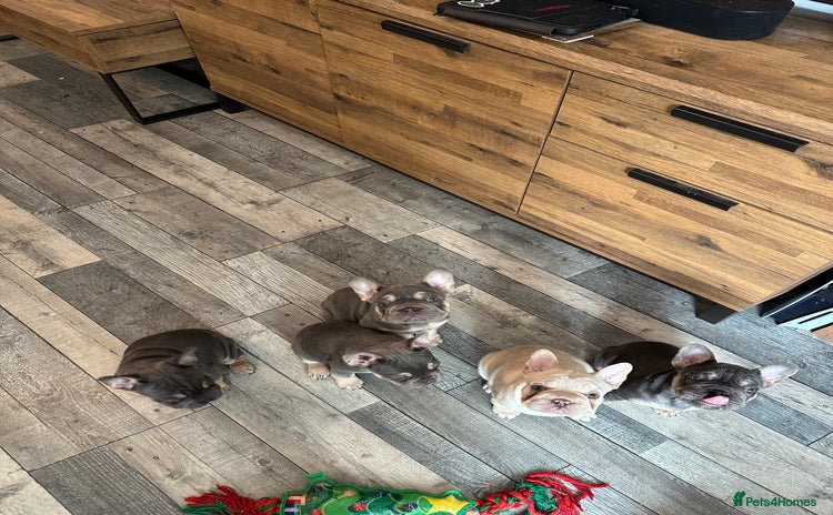 French Bulldog dogs - Advert 13