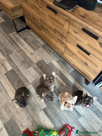 French Bulldog dogs - Advert 13