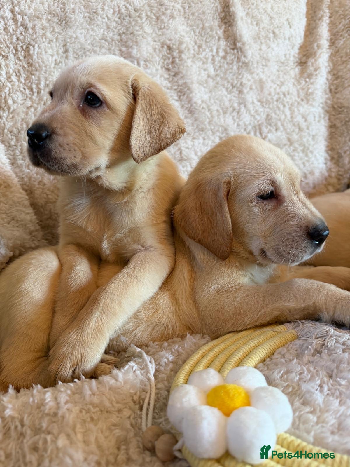 Labrador Retriever dogs ❤️💫 Superb, chunky, Golden Labrador puppies 💫❤️ - Advert 1
