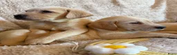 Labrador Retriever dogs for sale: ❤️💫 Superb, chunky, Golden Labrador puppies 💫❤️ in Stourbridge - Advert 1