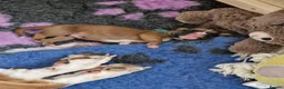 Boxer dogs for sale: Beautiful Pedigree Boxer Puppies - Advert 16