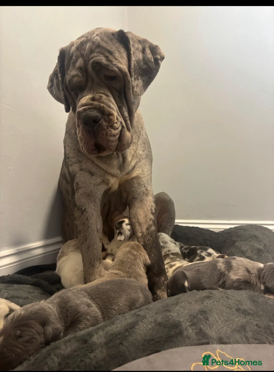 Neapolitan Mastiff dogs for sale: Neapolitan mastiff champion bloodline - Advert 2