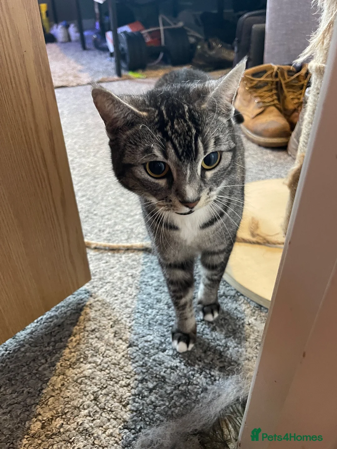 Mixed Breed cats for sale: Loving cat - Advert 1