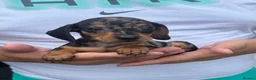 Miniature Dachshund dogs for sale: Miniature dachshund puppies  - Advert 2