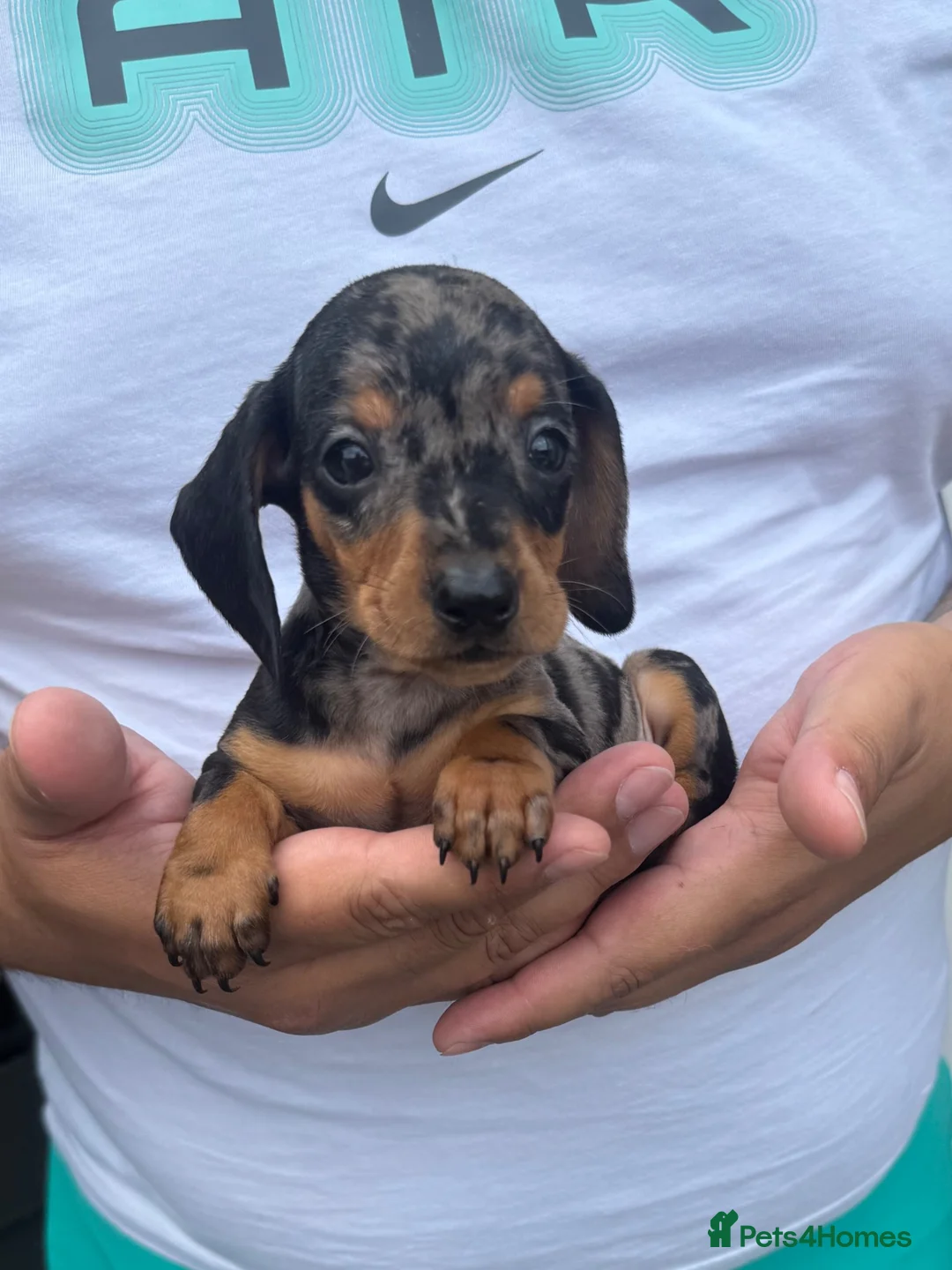 Miniature Dachshund dogs for sale: Miniature dachshund puppies  - Advert 2
