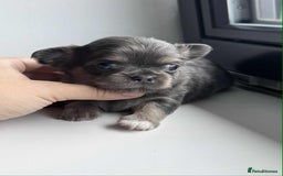 Chihuahua dogs for sale: Chocolate Girl, Blue Boy Longhair Chihuahua  - Image 8