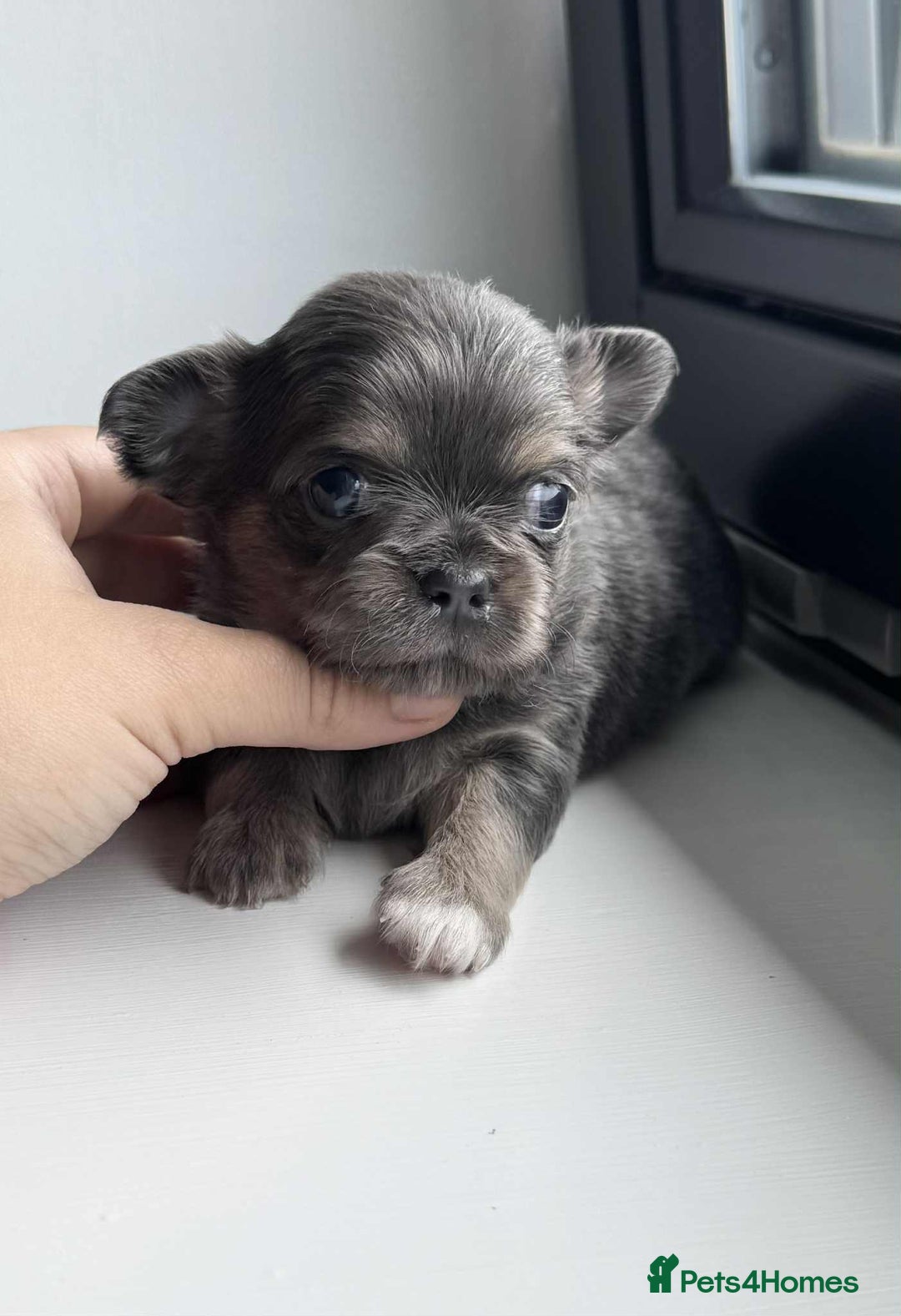 Chihuahua dogs for sale: Chocolate Girl, Blue Boy Longhair Chihuahua  - Image 8