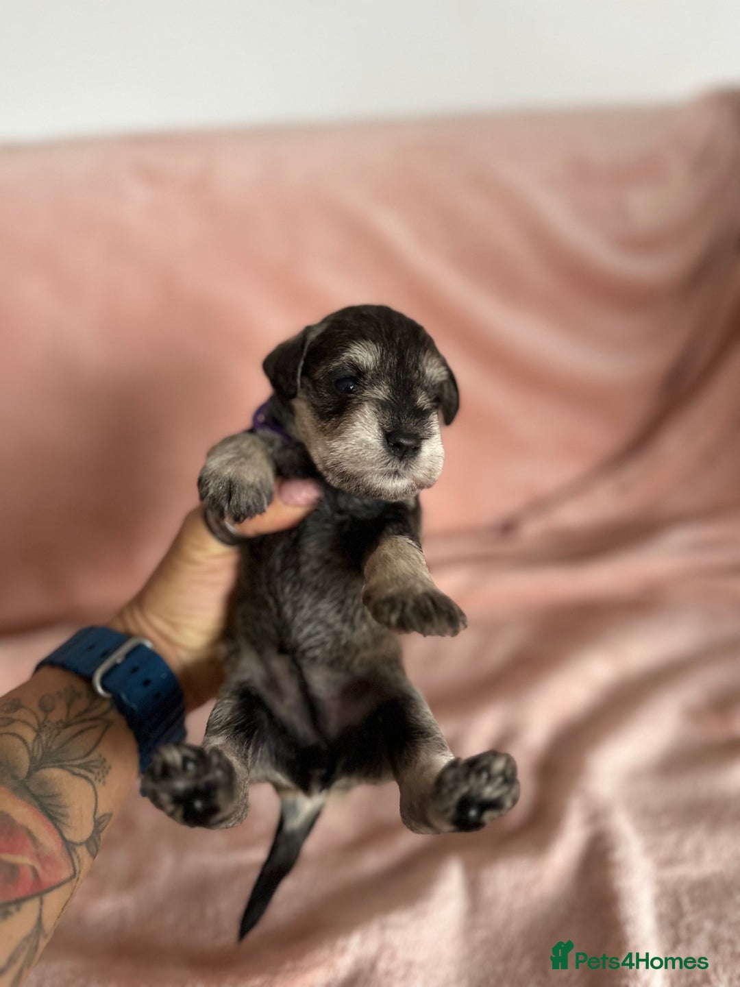 Miniature Schnauzer dogs for sale: OUTSTANDING CHAMPION LINES PUPPIES  - Advert 9