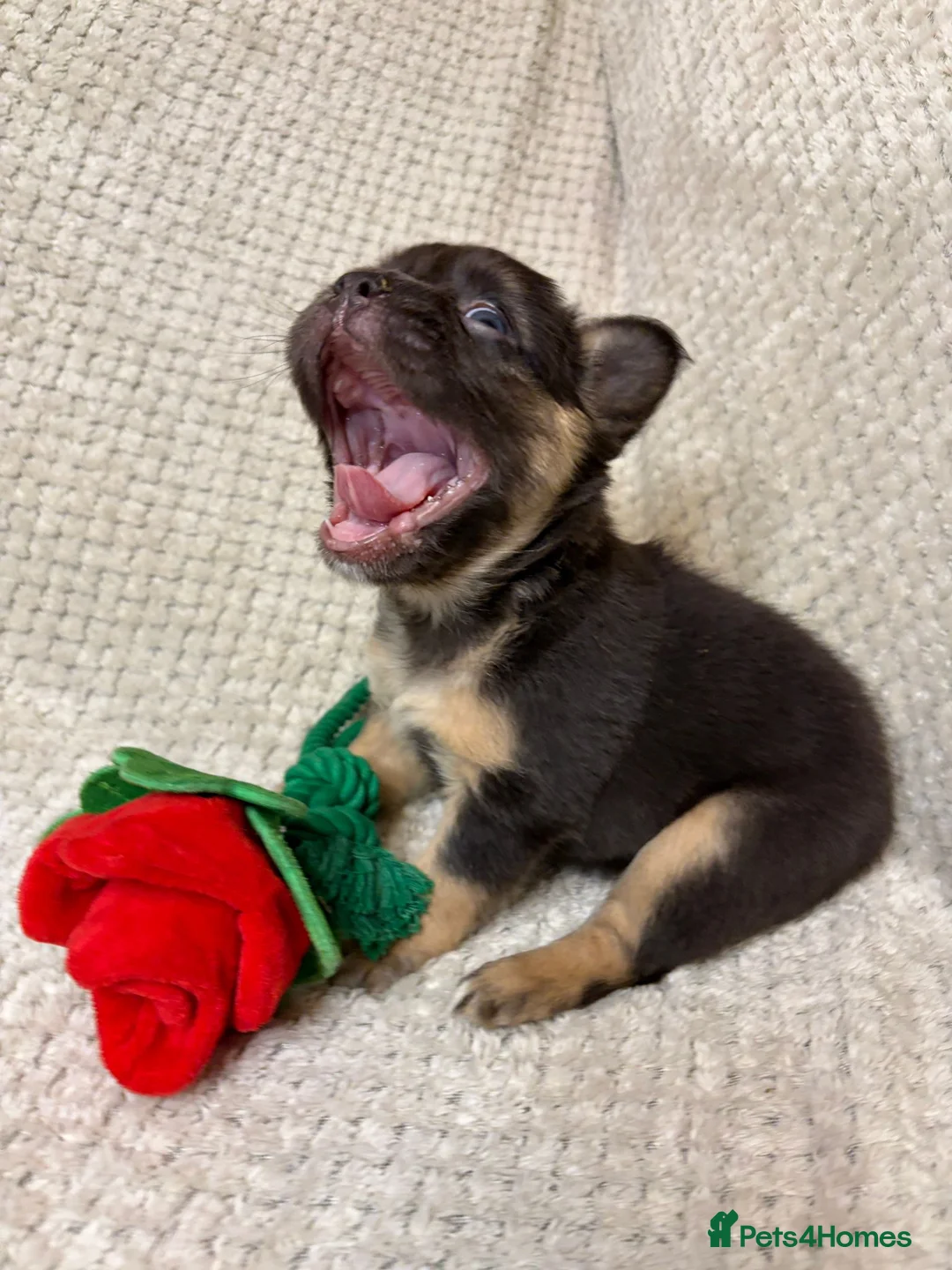 French Bulldog dogs for sale: Fluffy French Bulldogs in Bangor - Advert 5