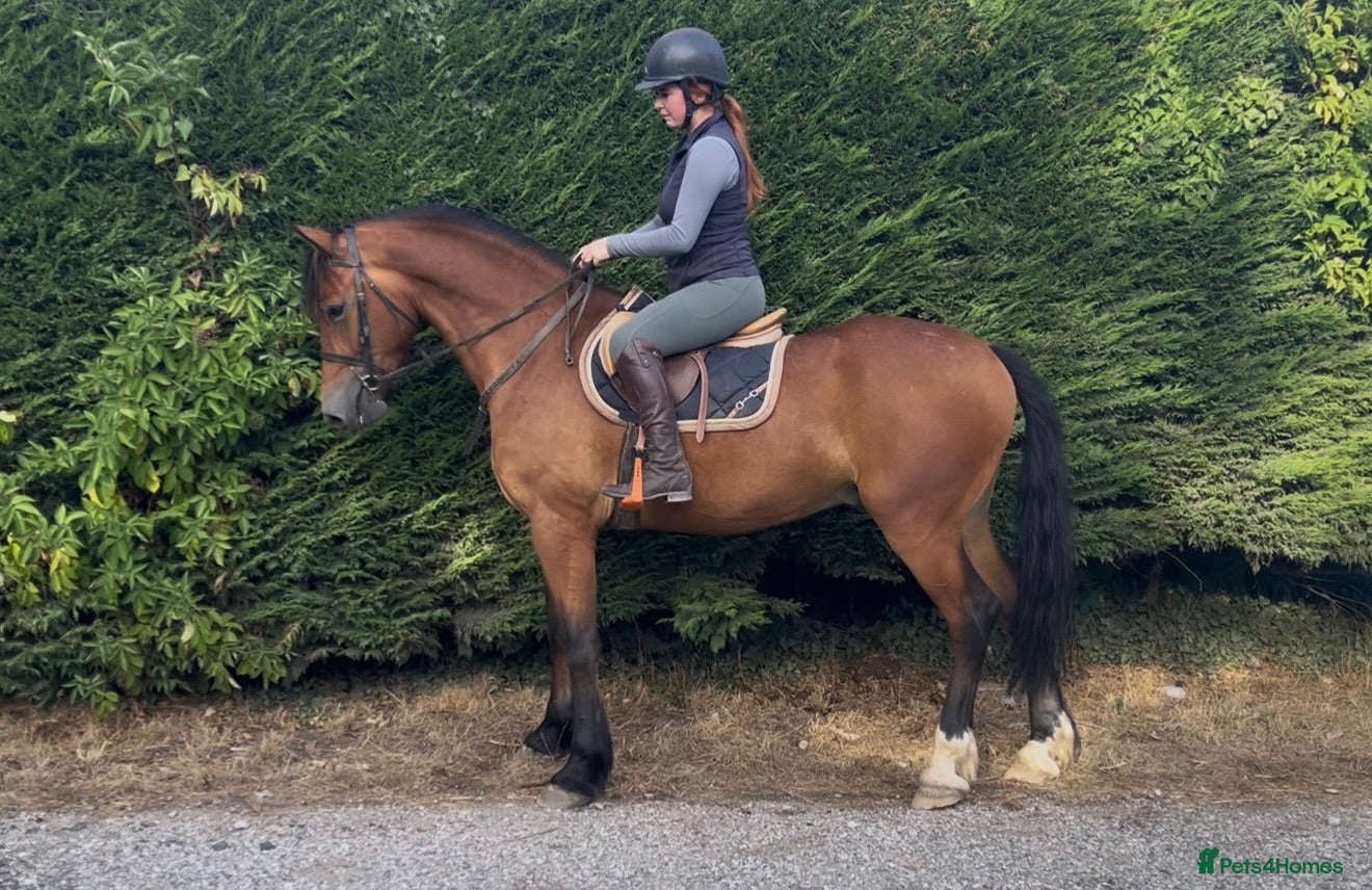 Welsh Section D horses Donnie  - Advert 23