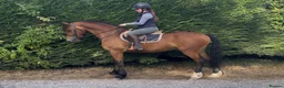 Welsh Section D horses for sale: Donnie  - Advert 1