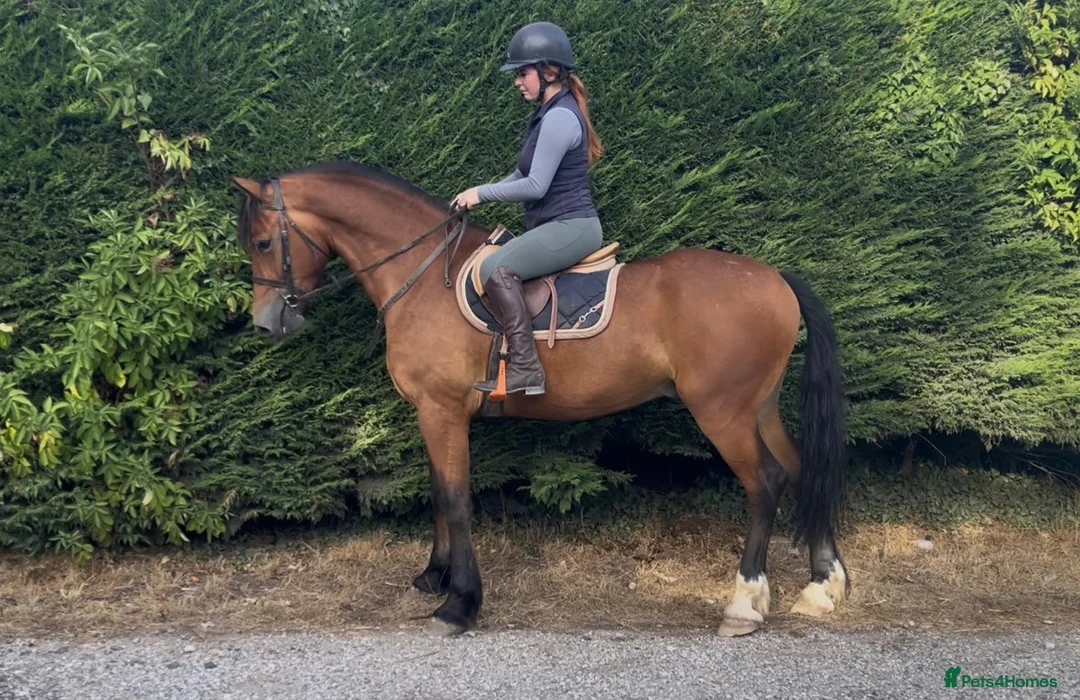 Welsh Section D horses for sale: Donnie  - Advert 1