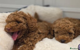 Toy Poodle dogs for sale: Beautiful RED & APRICOT Toy Poodles  - Image 6