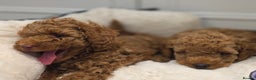 Toy Poodle dogs for sale: Beautiful RED & APRICOT Toy Poodles  - Advert 6