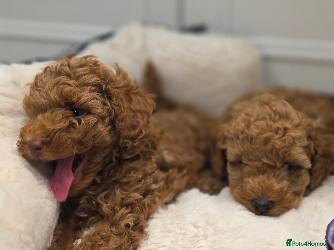 Toy Poodle dogs for sale: Beautiful RED & APRICOT Toy Poodles  - Image 6