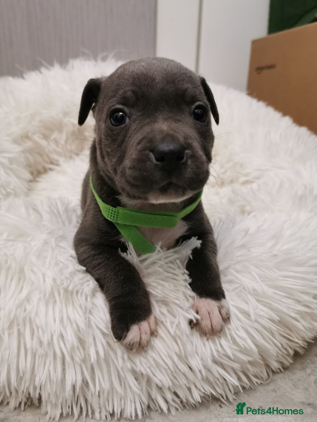 Staffordshire Bull Terrier dogs for sale: Staffordshire Bull Terrier puppies for sale  - Advert 34