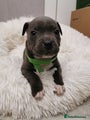 Staffordshire Bull Terrier Puppy green
