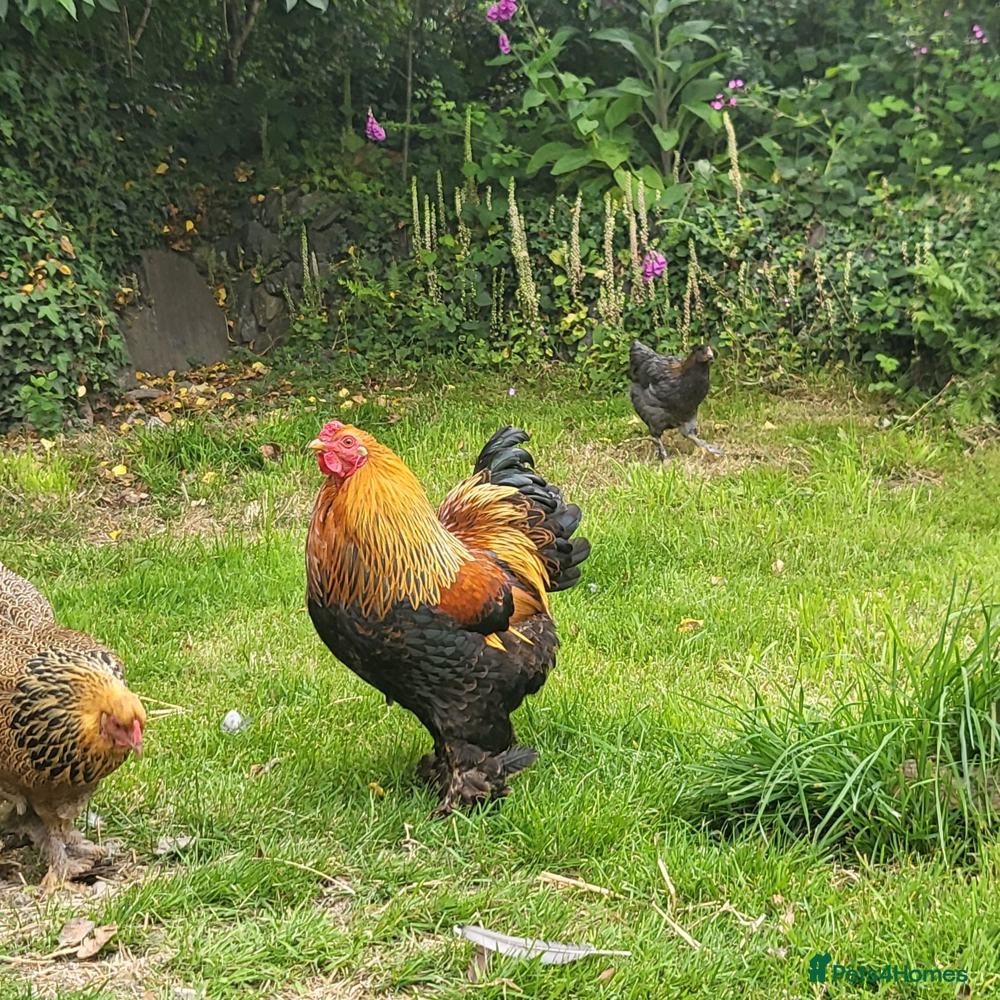 Chickens poultry Gold partridge Brahma bantam cockeral - Advert 1
