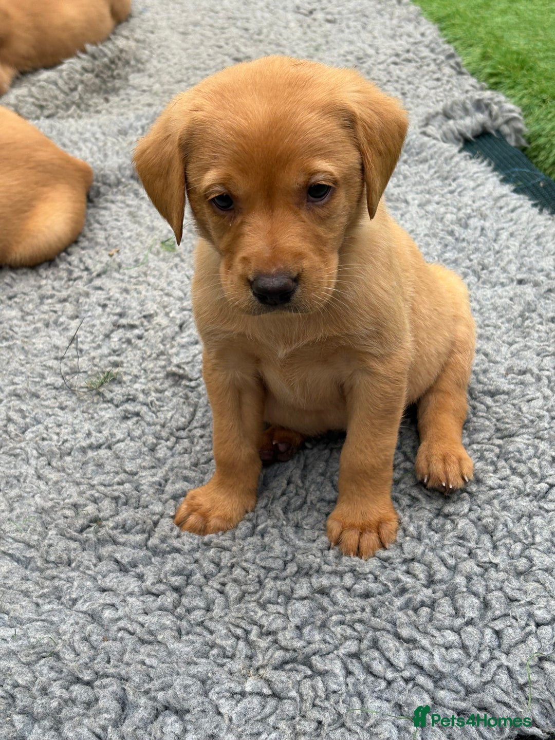Labrador Retriever dogs for sale: Gorgeous KC Fox Red Labs - Image 16
