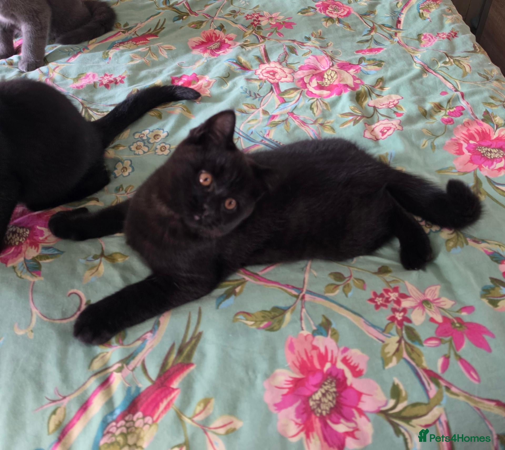 British Shorthair cats British shorthair kittens from 2 litter - Advert 2