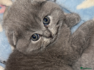 Scottish Fold cats 🐾Beautiful Scottish Fold Kittens 🐾 - Advert 6