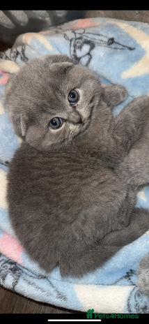 Scottish Fold cats 🐾Beautiful Scottish Fold Kittens 🐾 - Advert 8