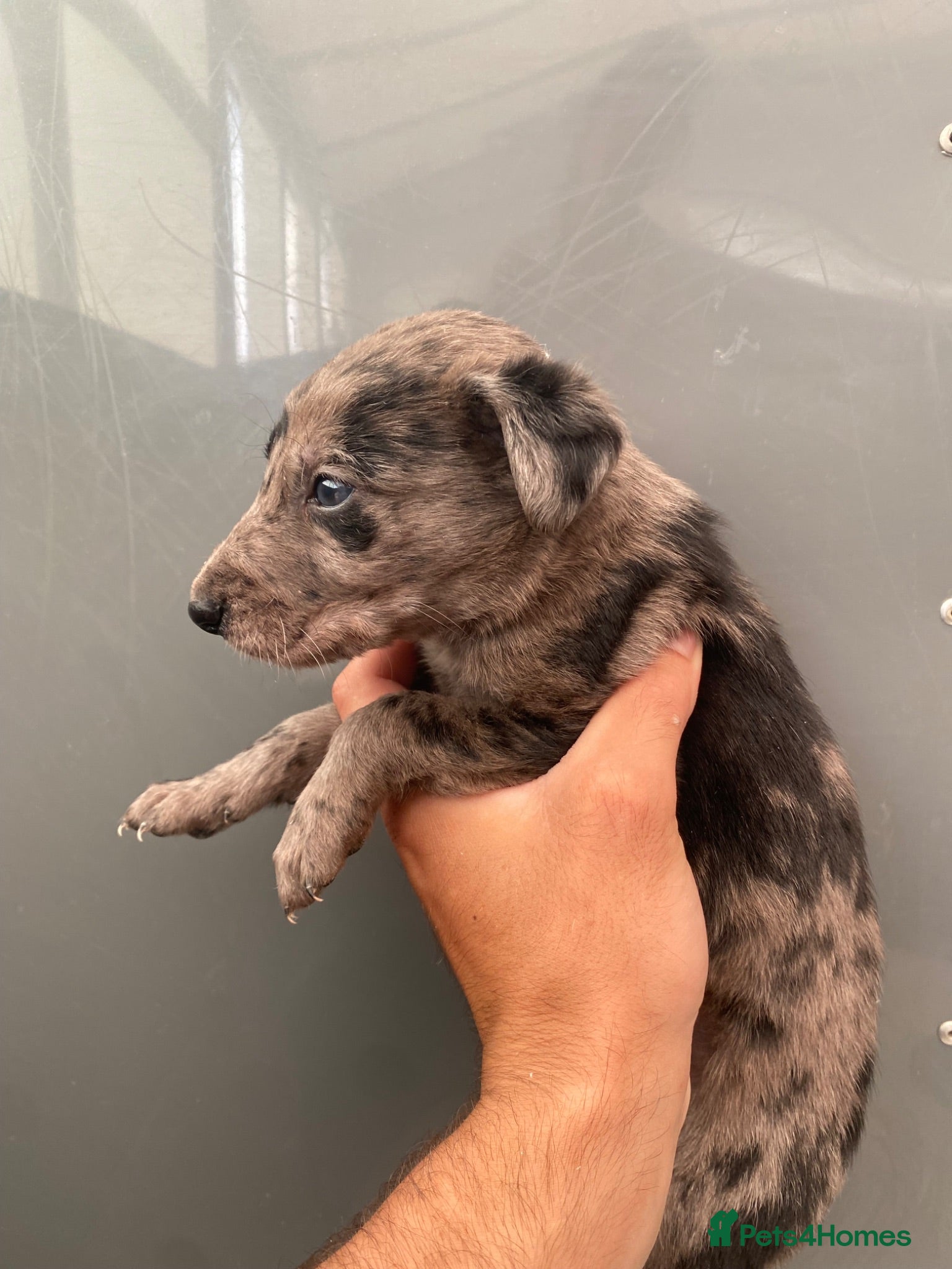 Lurcher dogs Stunning lurcher puppies  - Advert 2